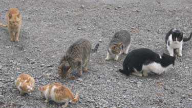 herd cats